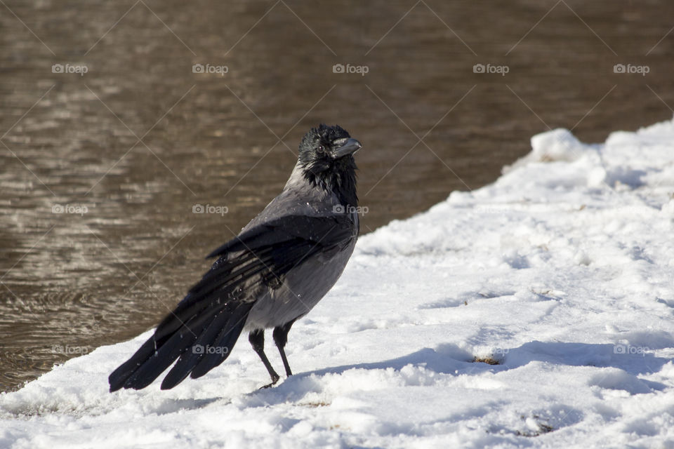 Wet crow in the snow, enjoying the sun by the lake - kråka snö