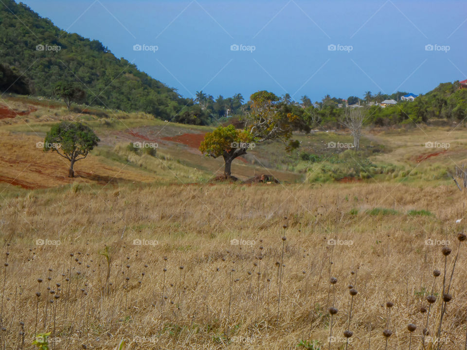 Dry Weather Landscape