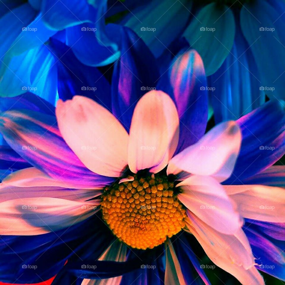 Flower, Nature, Color, Bright, Beautiful