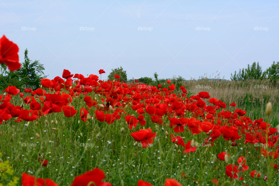 Red poppy flowers near railway tracks