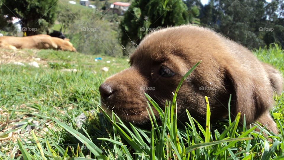 Cute dog on grass 