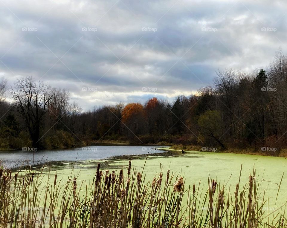 Algae covered lake surrounded by fall color leaves under a gray cloudy sky with tall weeds and grass in the foreground 