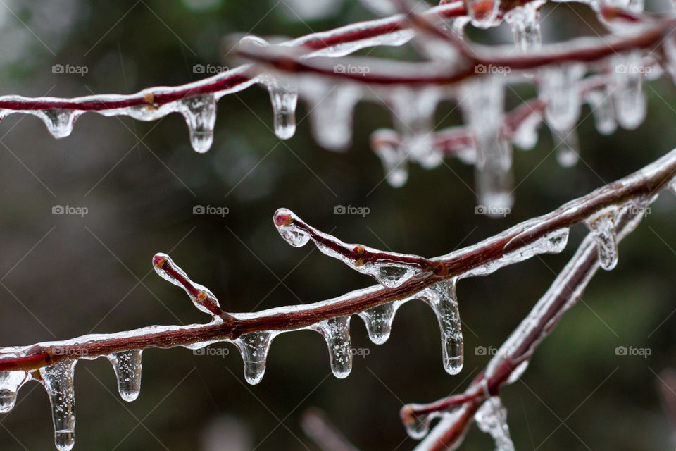 Japanese maple tree branches covered in ice