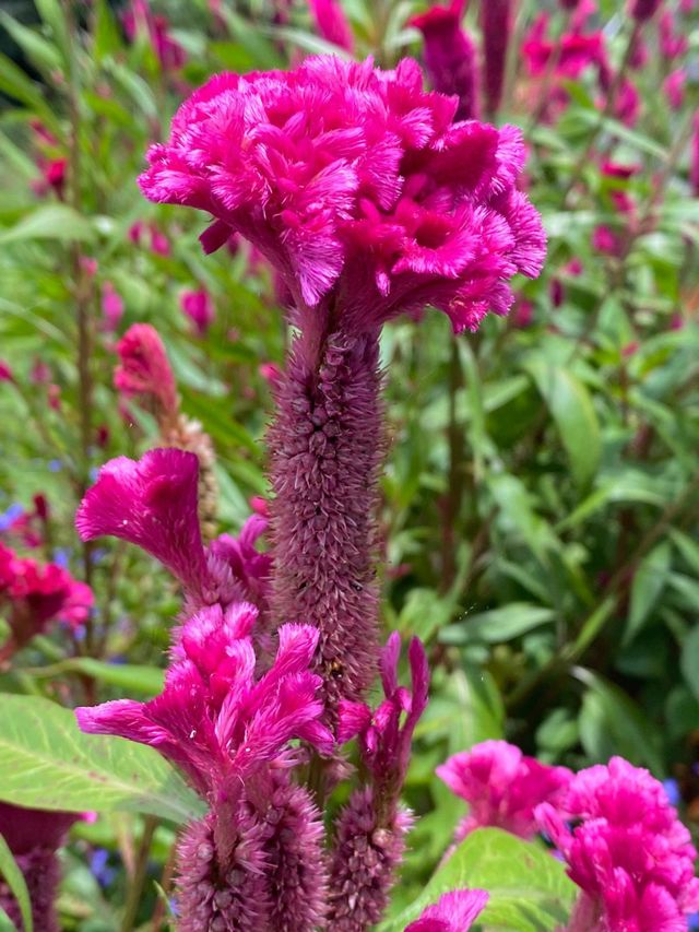 Flores chamadas de crista de galo no jardim. Muitas flores de cor de rosa escuro iluminadas no jardim.