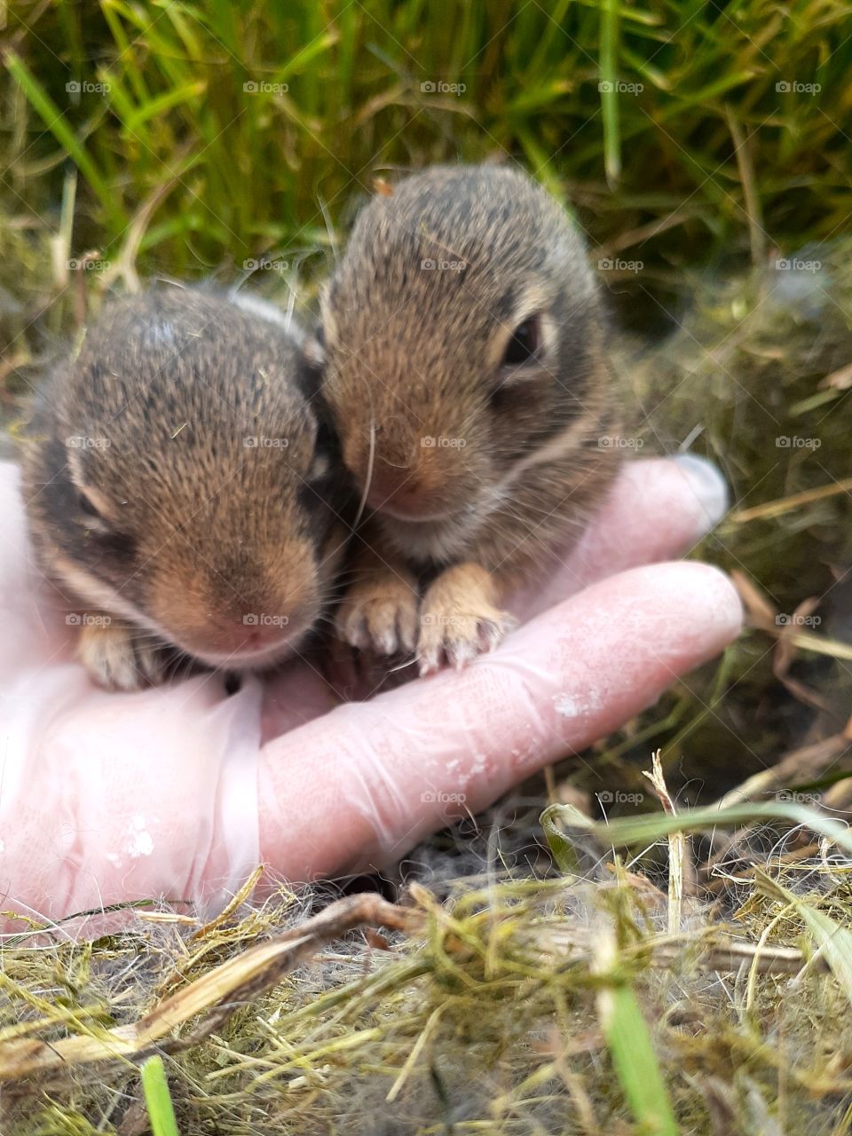 Cute Baby Bunnies