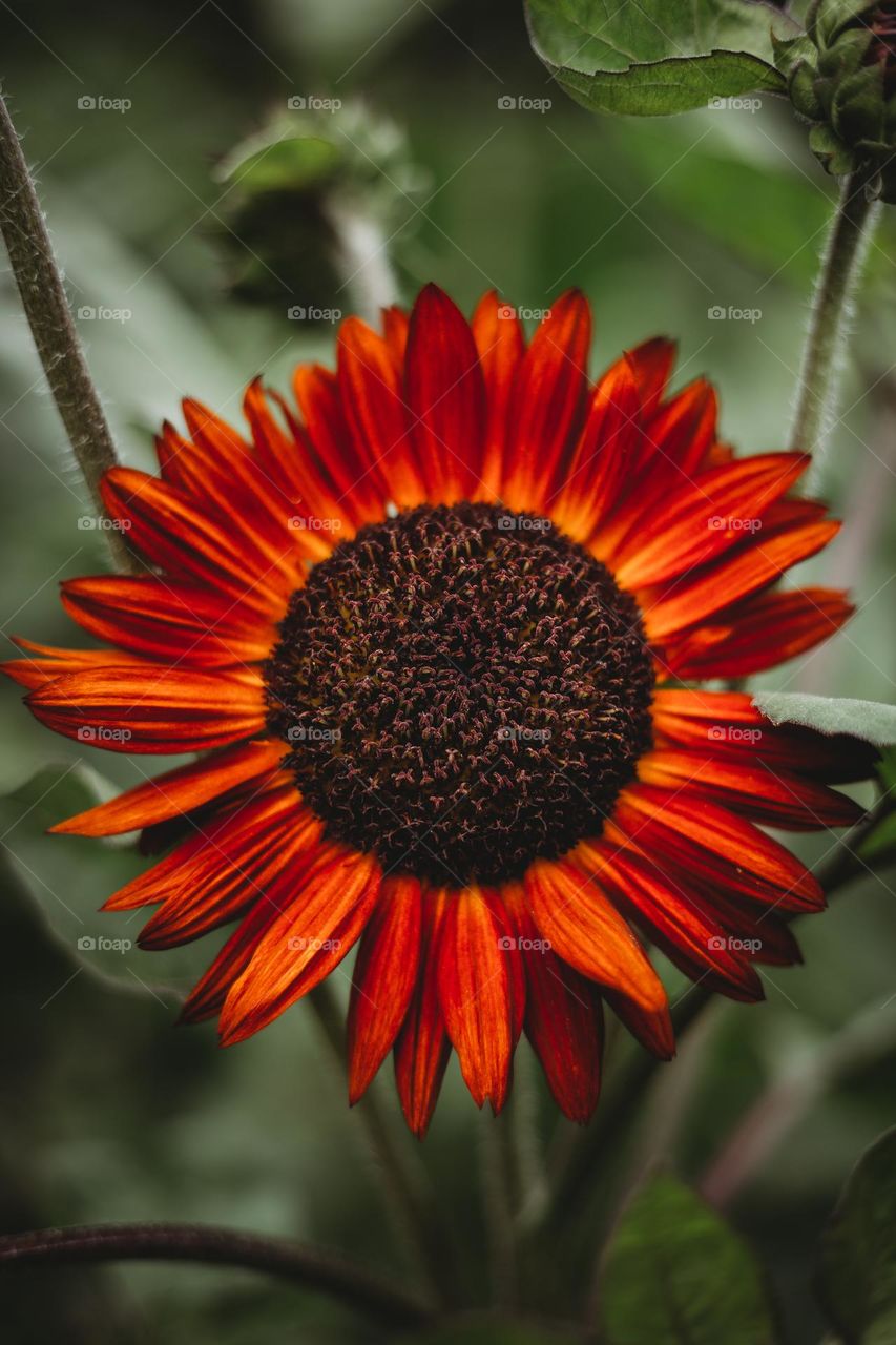 Red sunflower