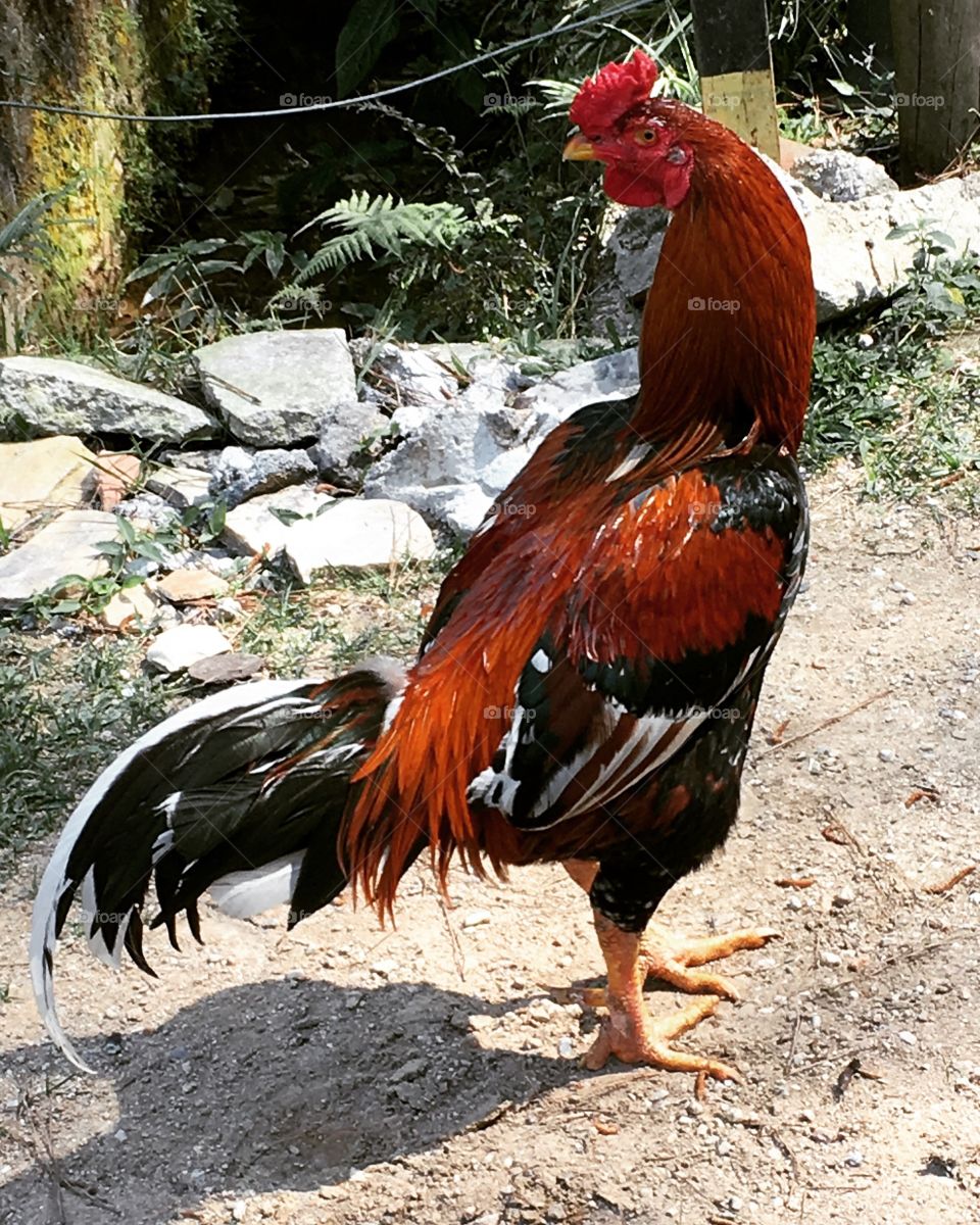 Um galo de muita pose e fibra. Esse é bravo e toma conta do galinheiro. Só não vai pra rinha!