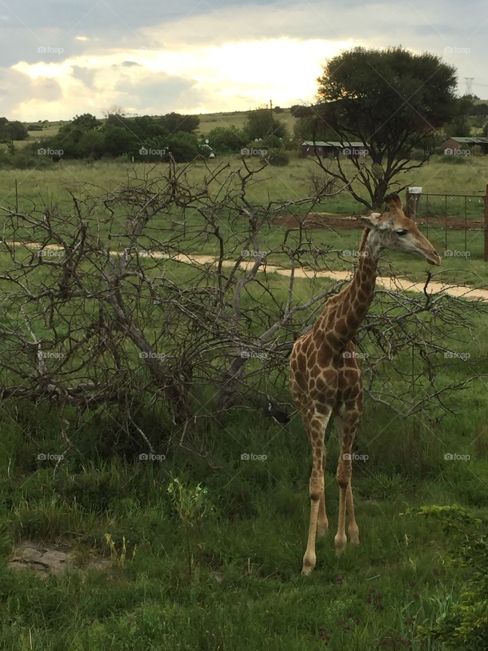South Africa Safari Giraffe 🦒 🇿🇦