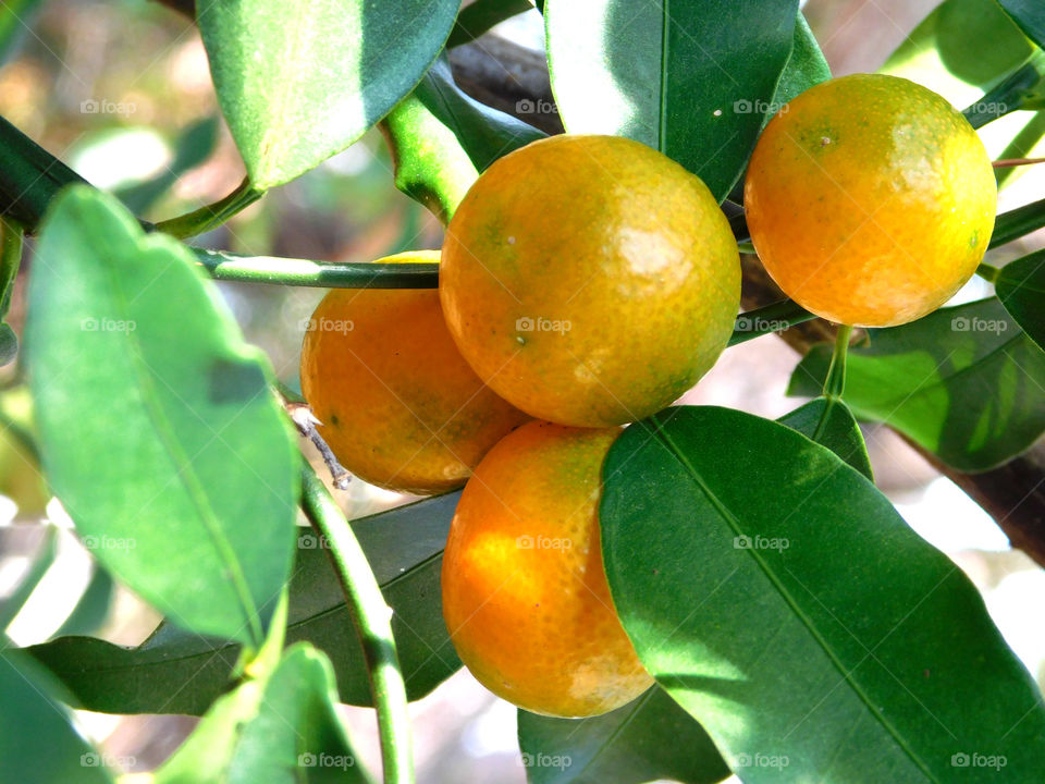 Exotic fruits, Kumquats imported from China