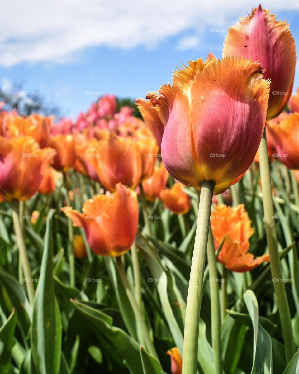 A close up eye level view of a garden of sherbet colored tulips