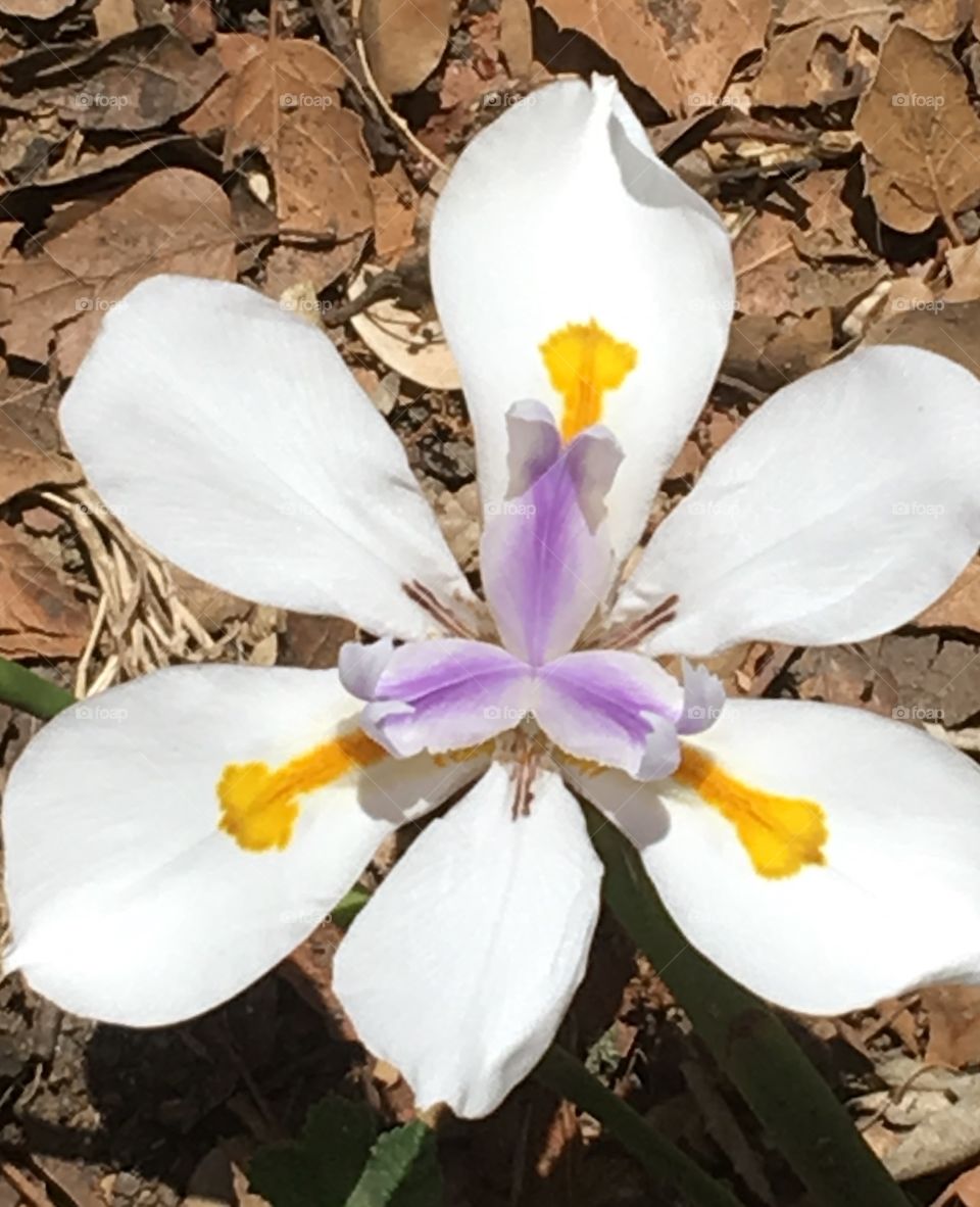 Spring flower white 