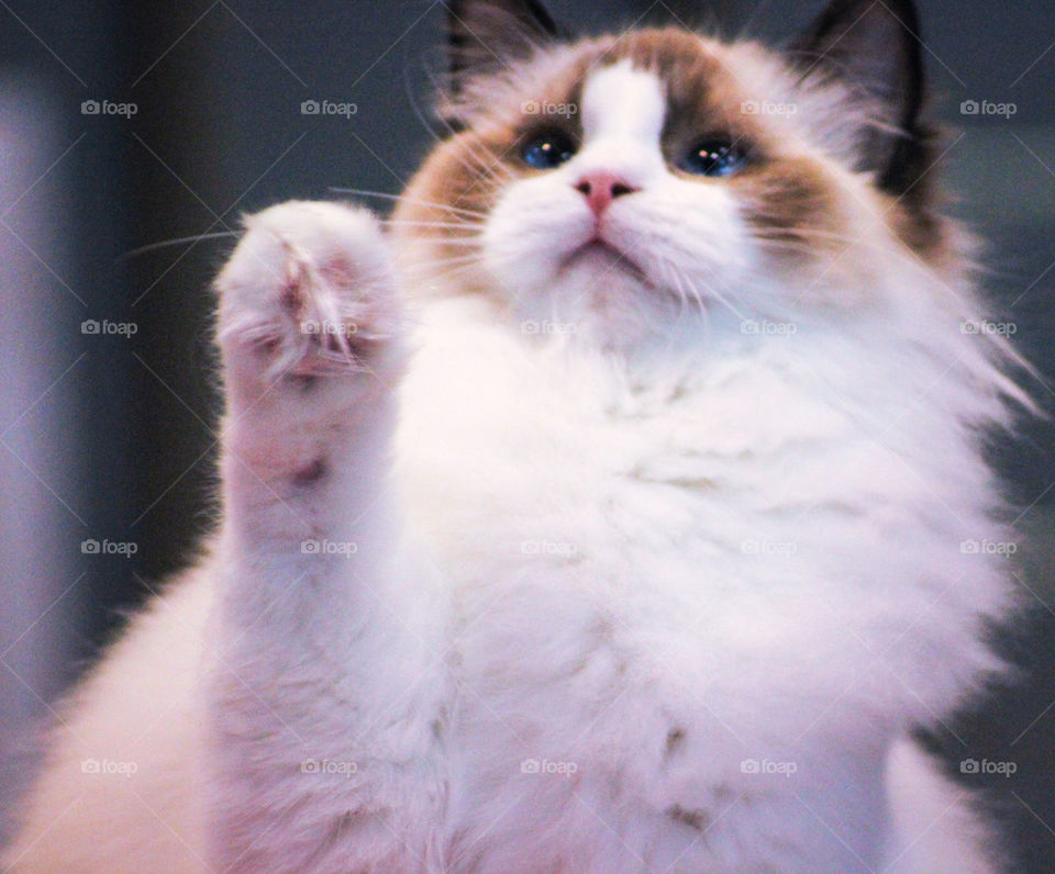 cute cat waving