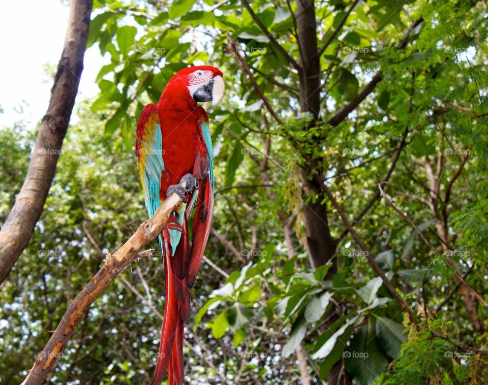 Colorful Parrot in his own habitat in Ecuador