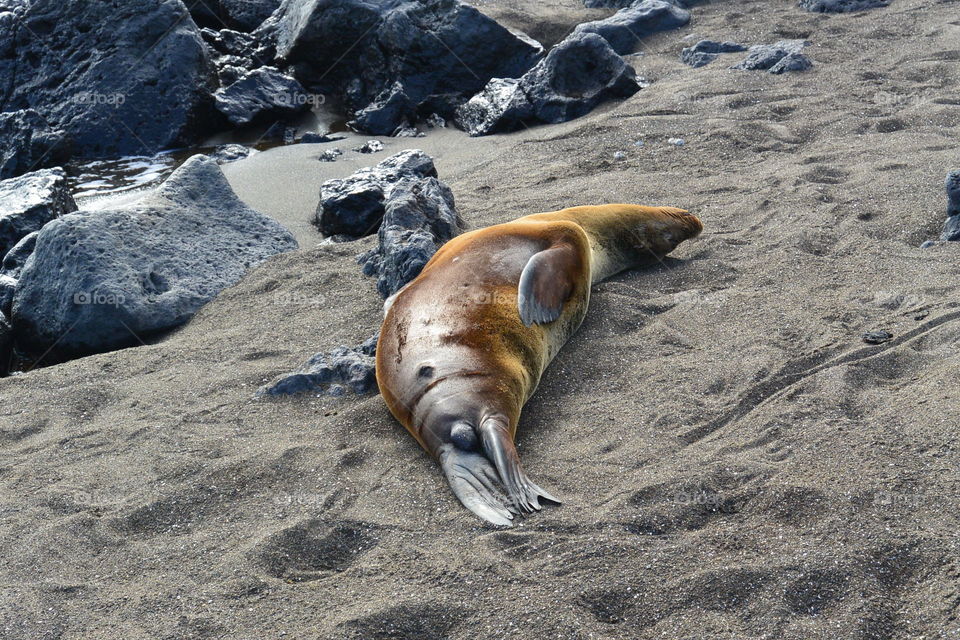 Sea lion sleeping on beach