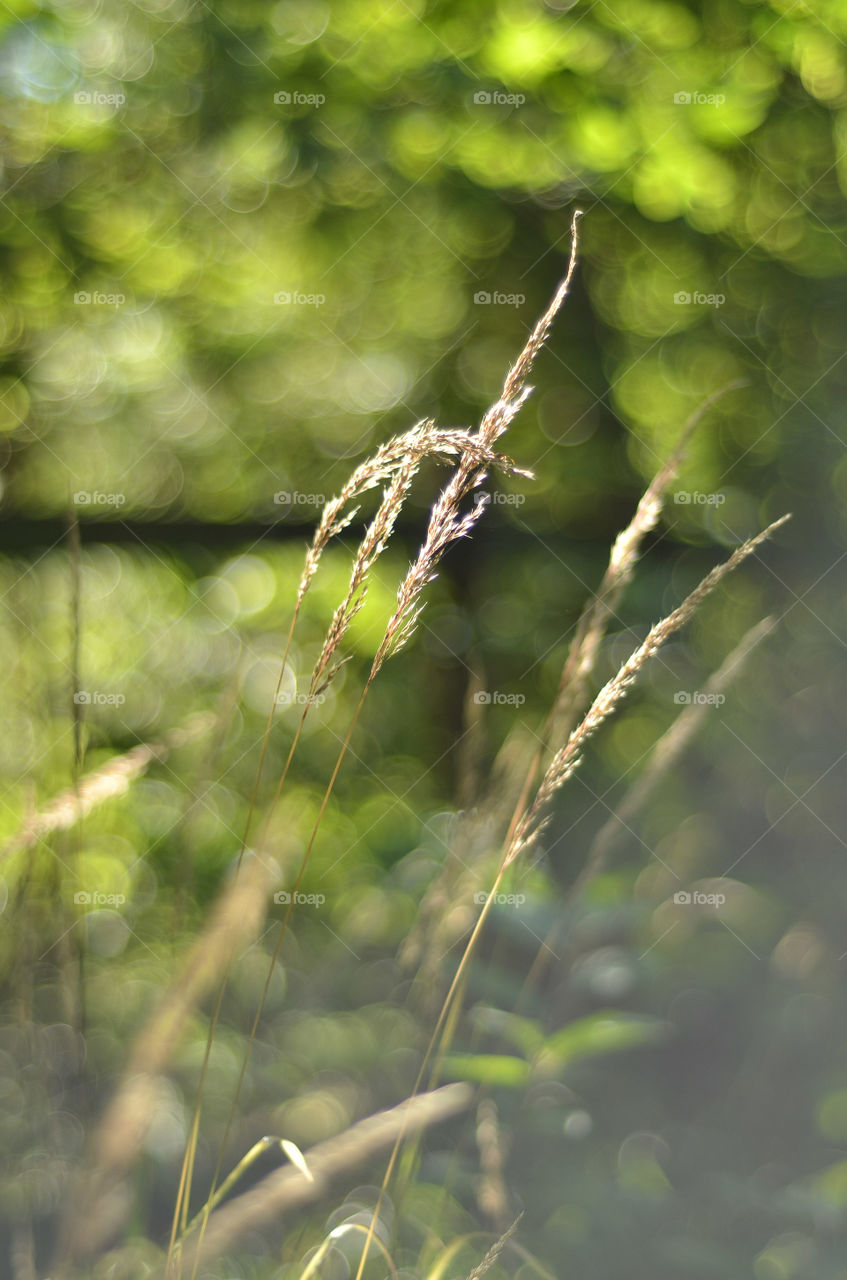 Sunlight in the grass. Summer time.