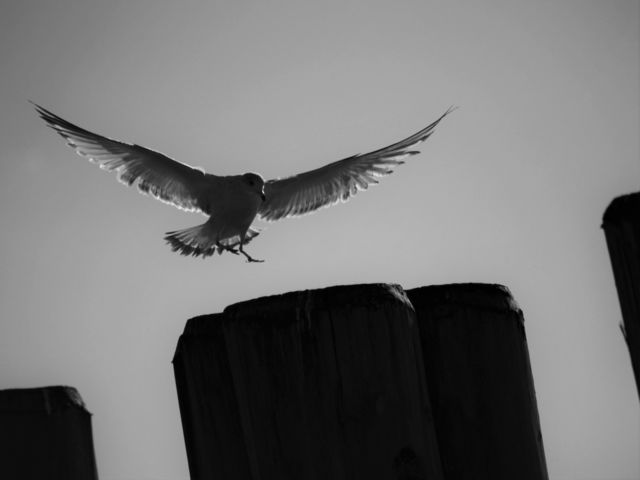 Landing gear