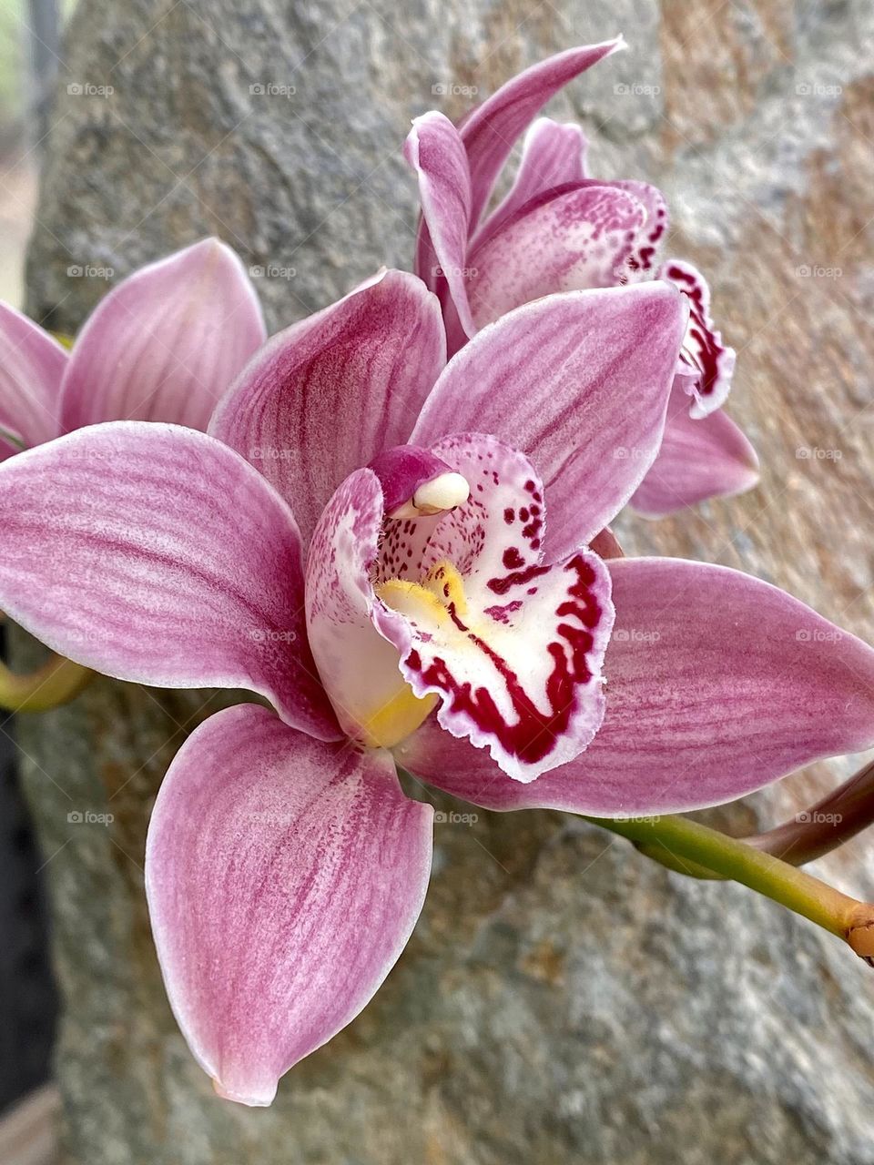 Pink orchid flowers against a grey rock