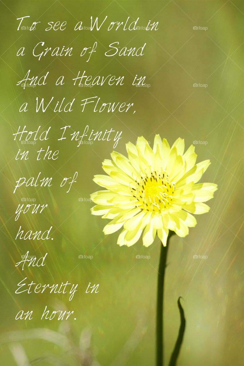 Wild flower 