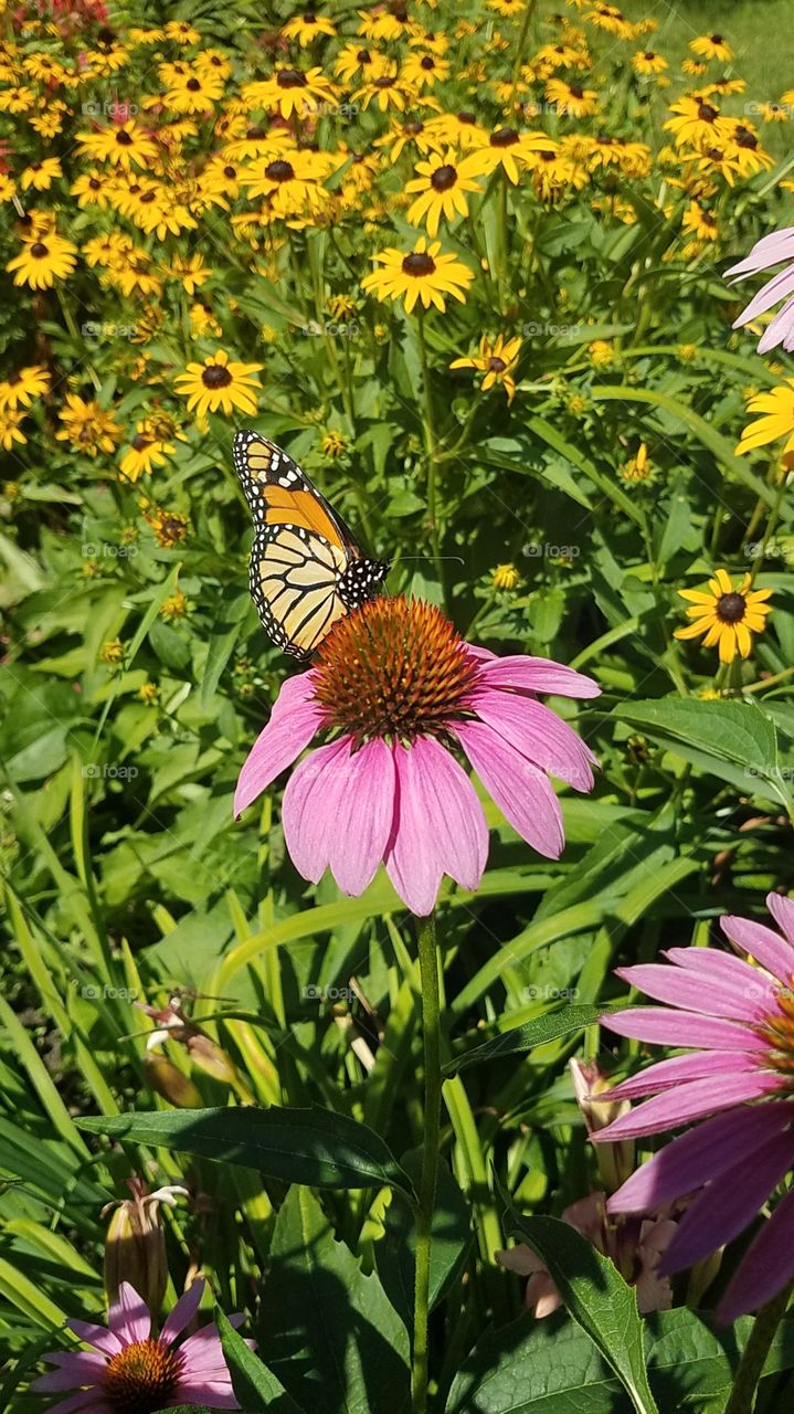 Monarch on coneflower