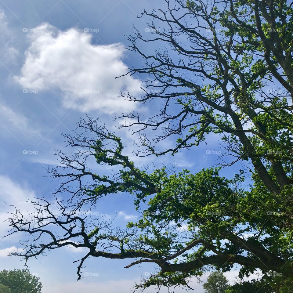 Tree branches with green leaves on blue sky with clouds 