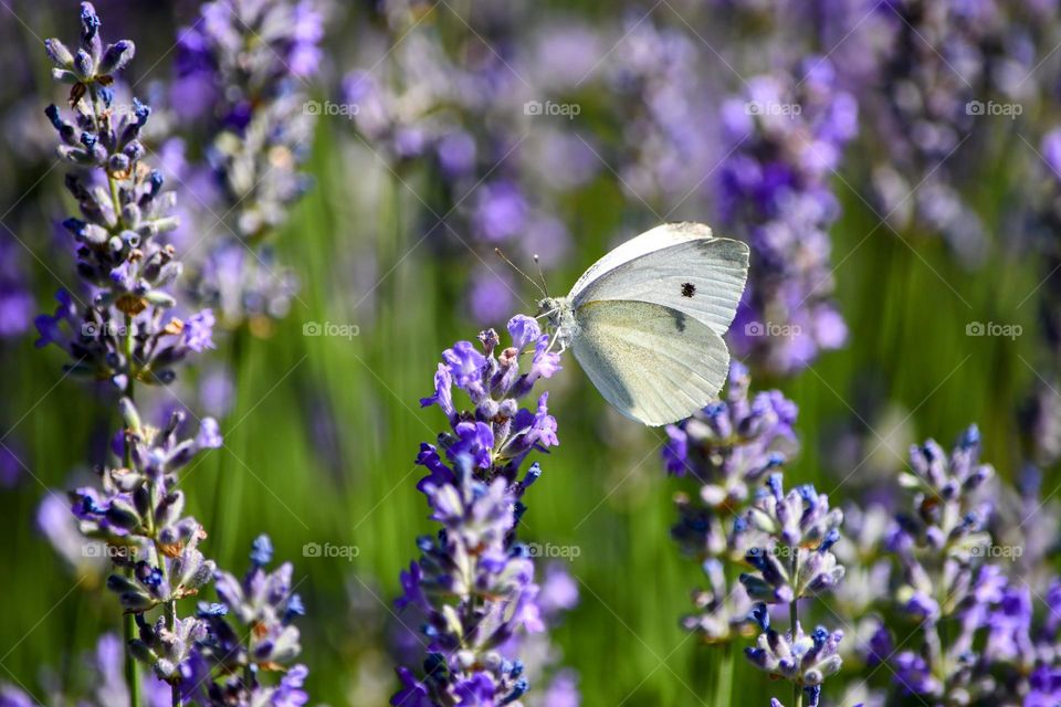 white butterfly