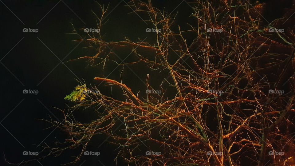 Almost no more leaves