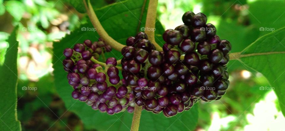 This fruit is almost the color of grapes but its size is very small