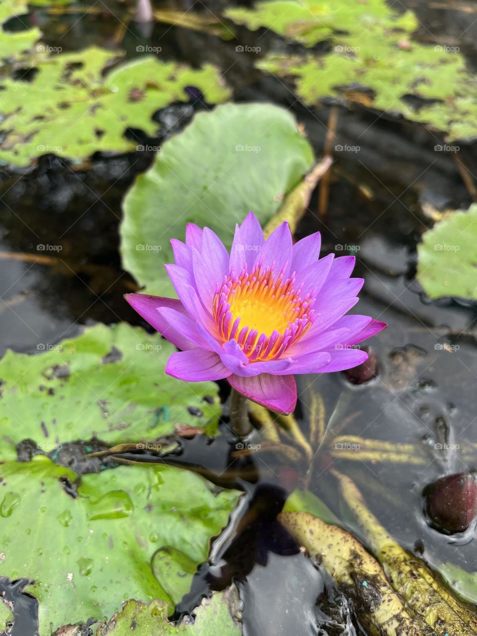 Lotus 