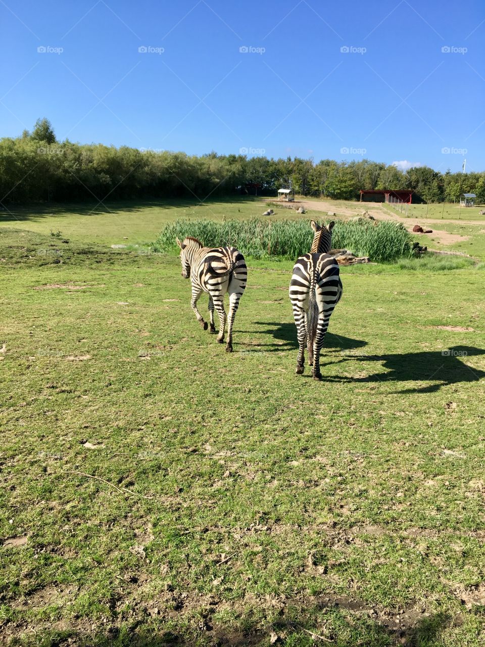 Zebras 