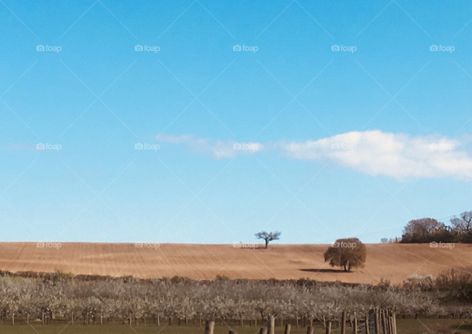 A beautiful landscape shot of farm land on a hill with a couple of trees full of character carefully positioned. Beautiful pear tree blossom can also be seen.