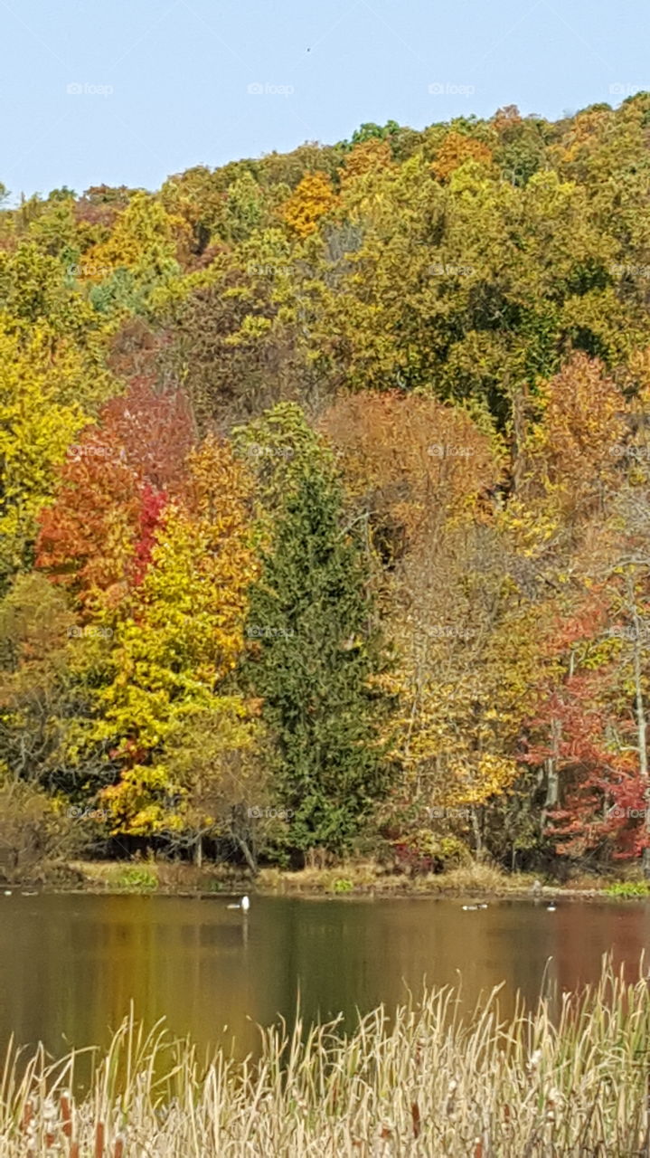 Fall, Leaf, Tree, Nature, Landscape