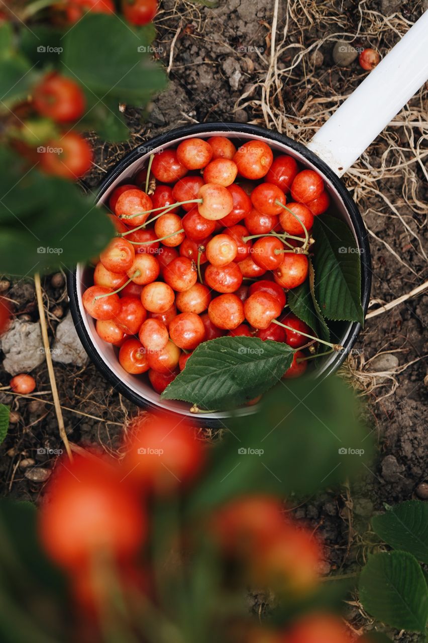 Cherries 