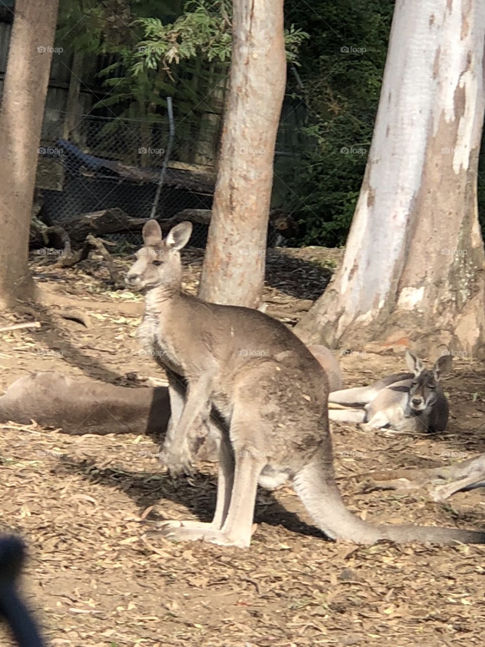 Kangaroo 