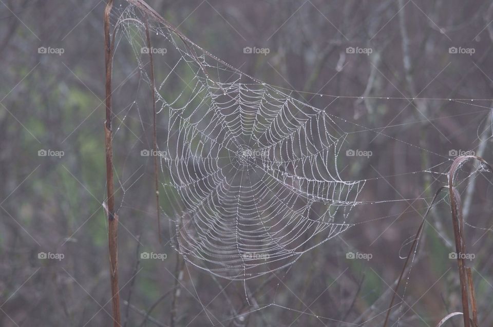 Wet web