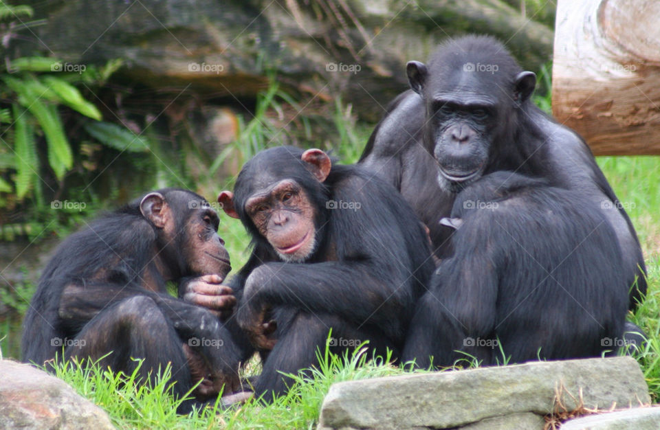 animal mammals family faces by kshapley