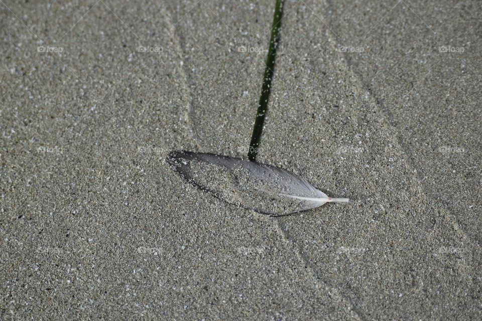 Feather in the sand