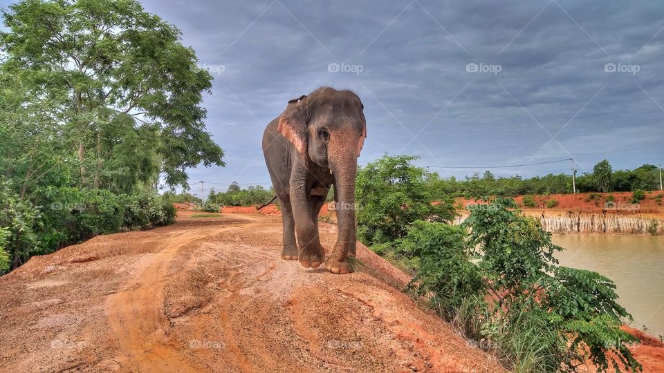 elephant in the jungle .