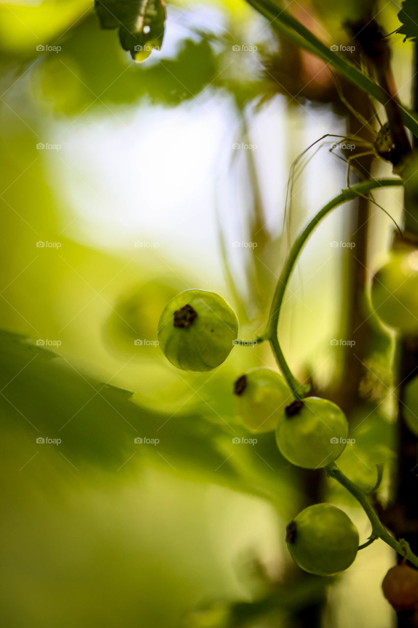 Green currant berries