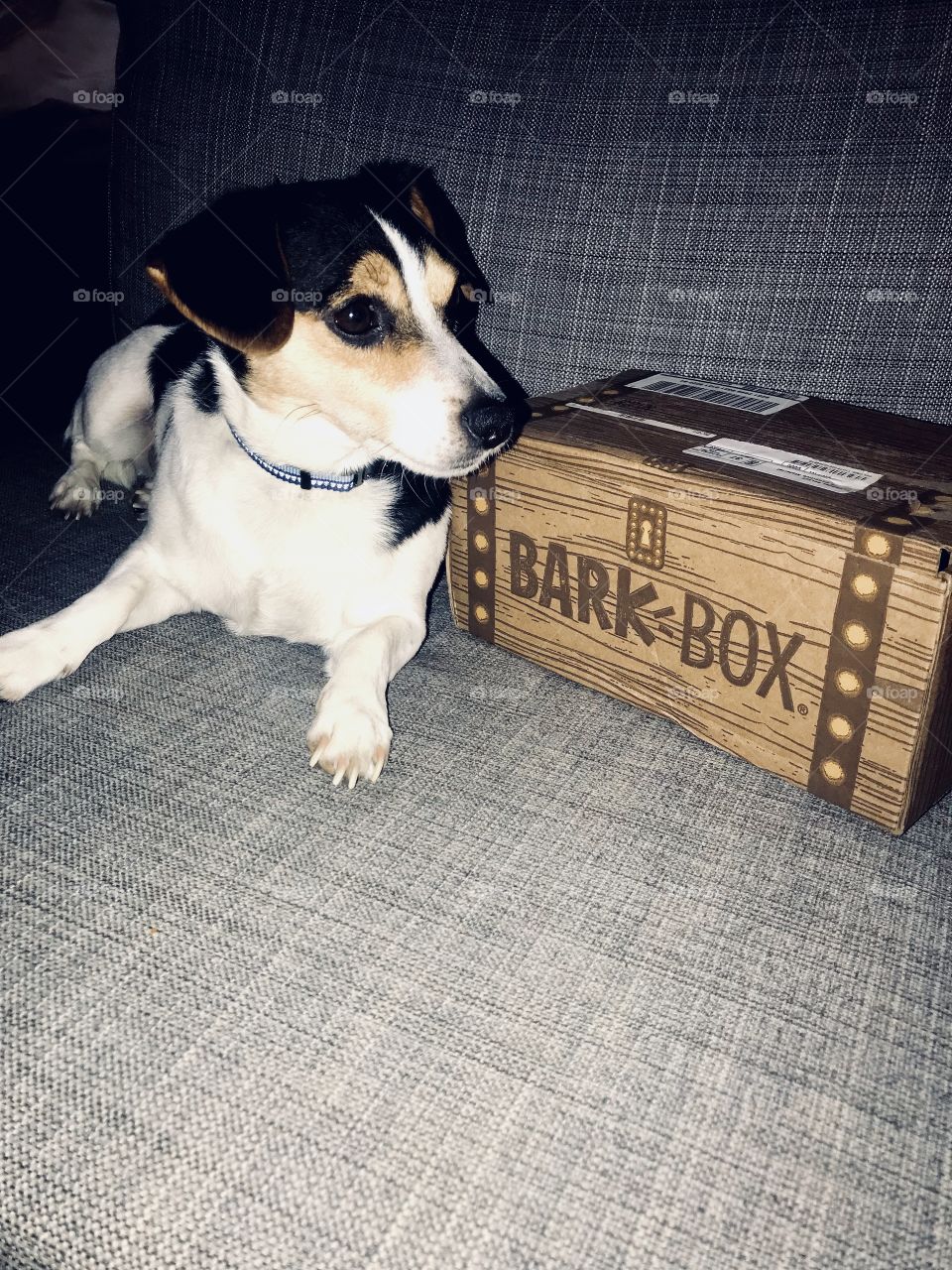Rosco opening his bark box