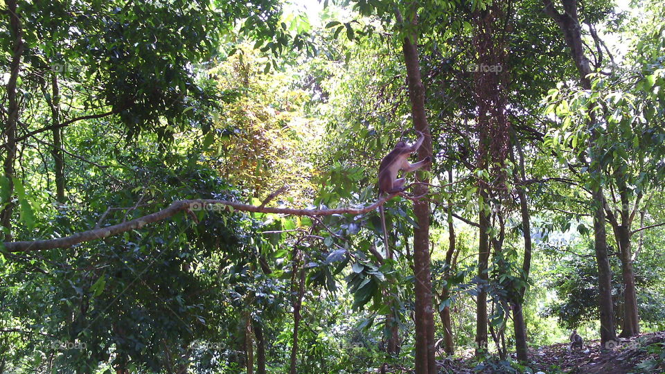 Monkeys live in the forests of Goa Kreo, Semarang, Indonesia