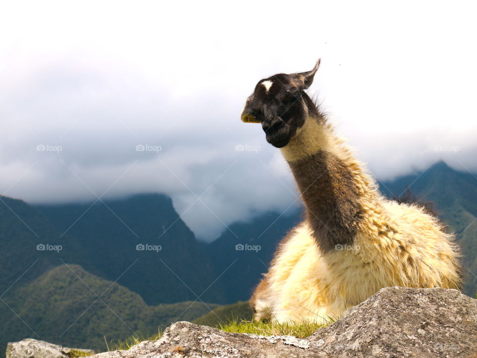 llama sitting in Peru, Machu Picchu