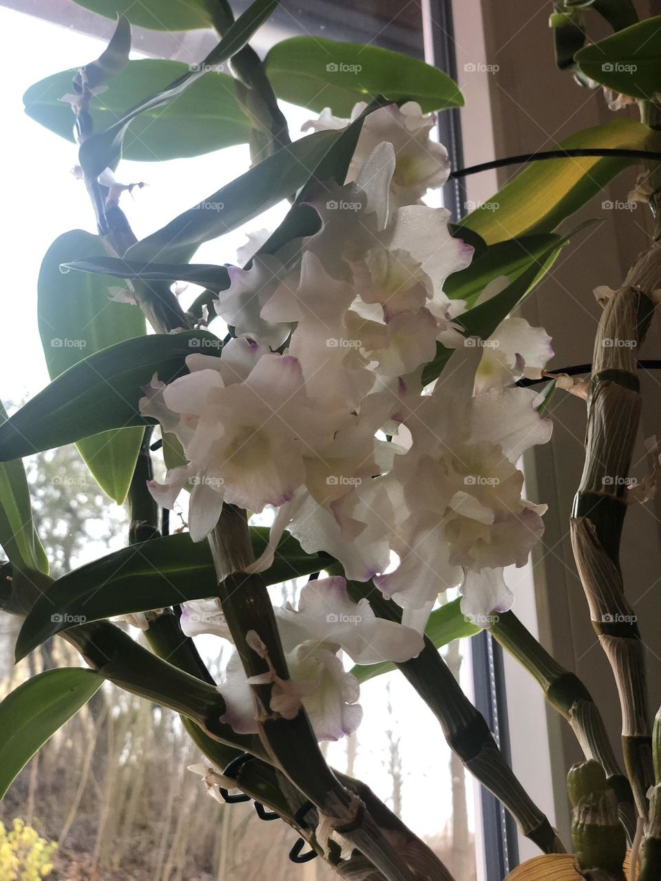 White Orchids in my Window