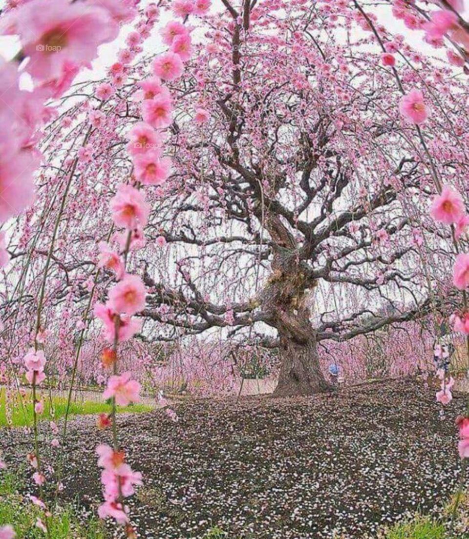 Sakura Cherry Tree, Japan
