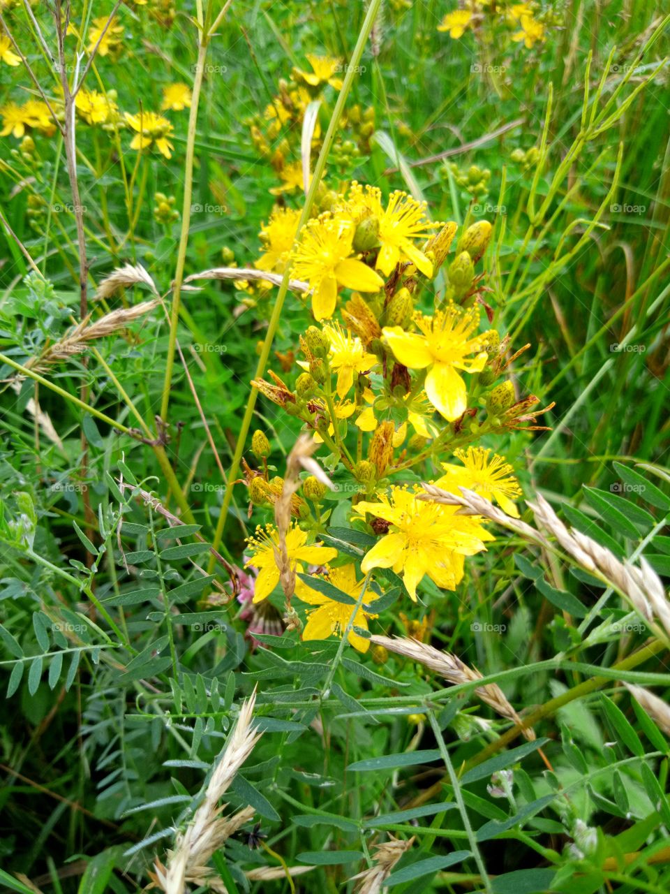 полевые цветы