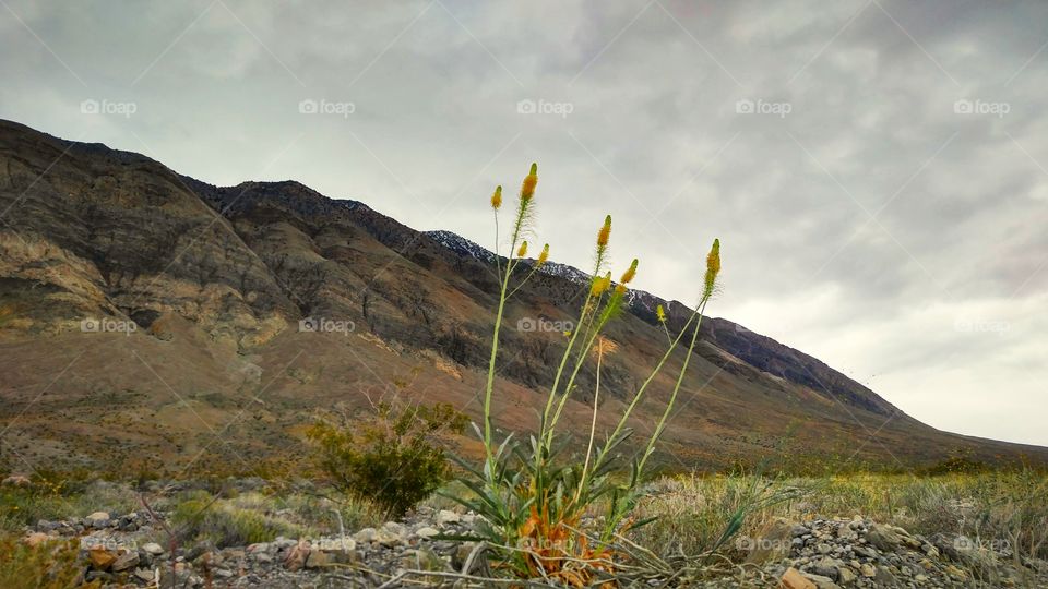 Desert Colors