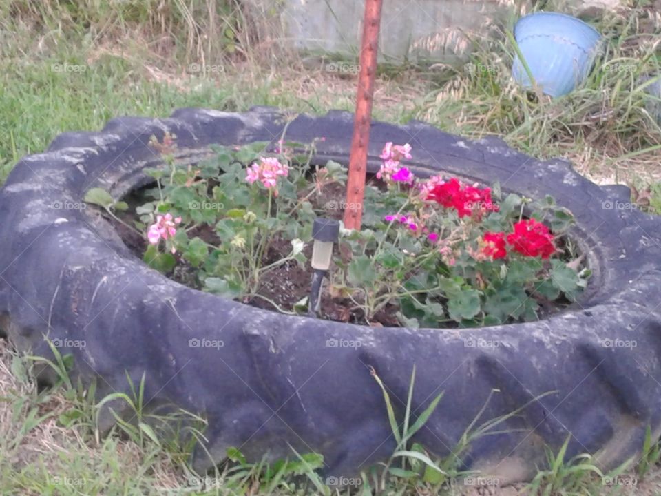 mom's flower bed