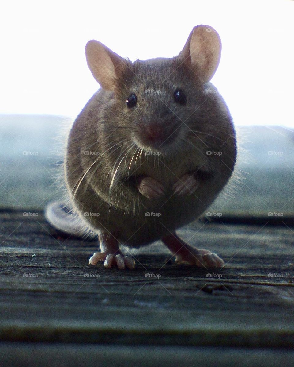 A close-up of a cute mouse