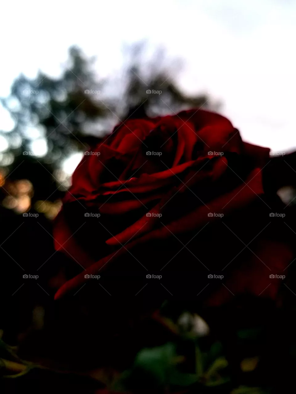 rose