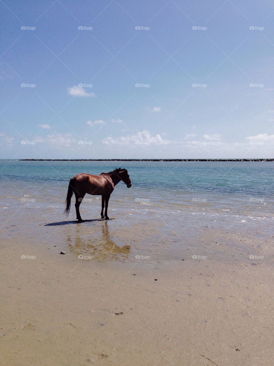 Horse on the shore 