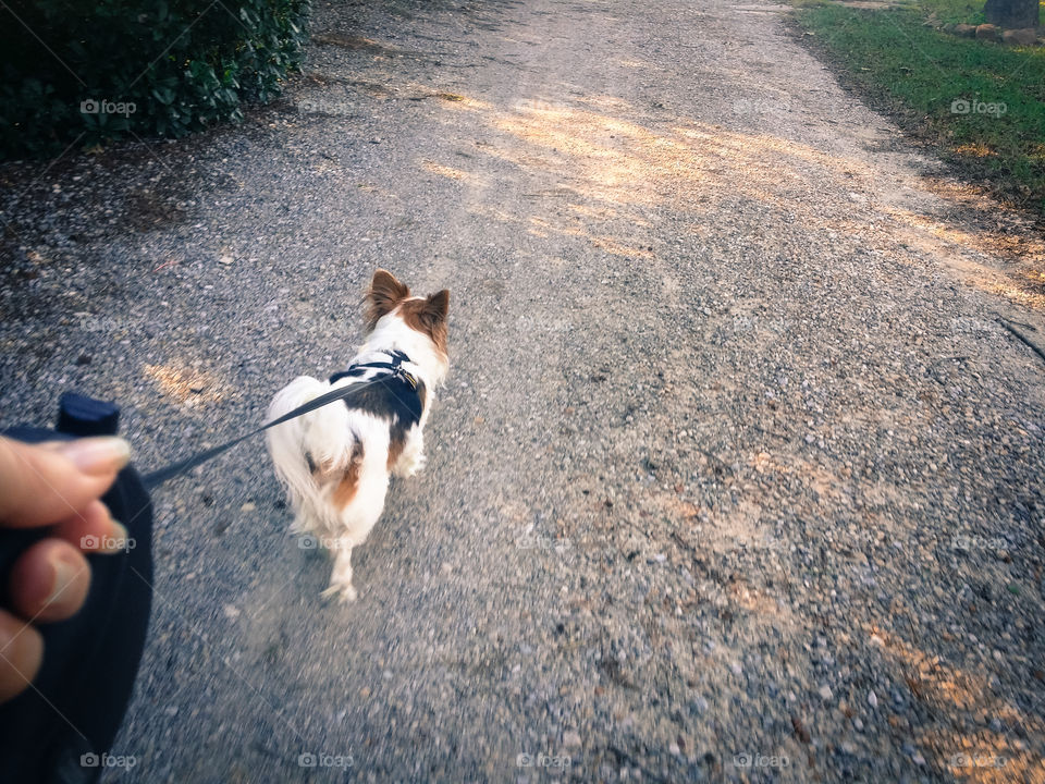 Long summer walks with my Papillion  puppy dog